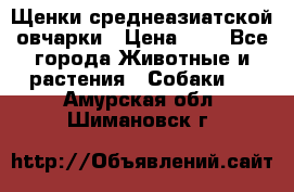 Щенки среднеазиатской овчарки › Цена ­ 1 - Все города Животные и растения » Собаки   . Амурская обл.,Шимановск г.